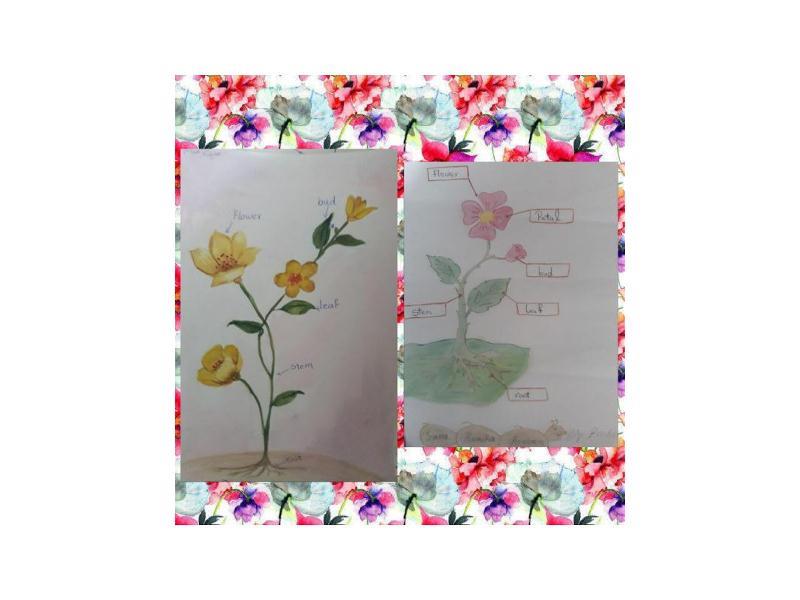 فعالیت های بسیار زیبای کلاس سومی های عزیزمان در درس علوم به زبان انگلیسی👇