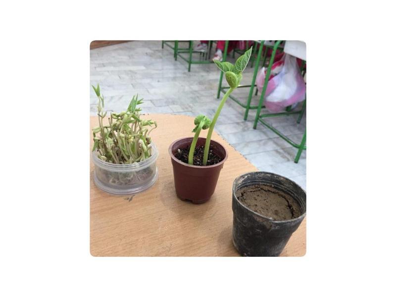 زنگ علوم - فصل گياهان - شرايط رشد  يك گياه- پایه اول