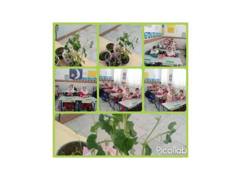 علوم اندازه گیری مصرف آب در رشد گیاه پایه سوم