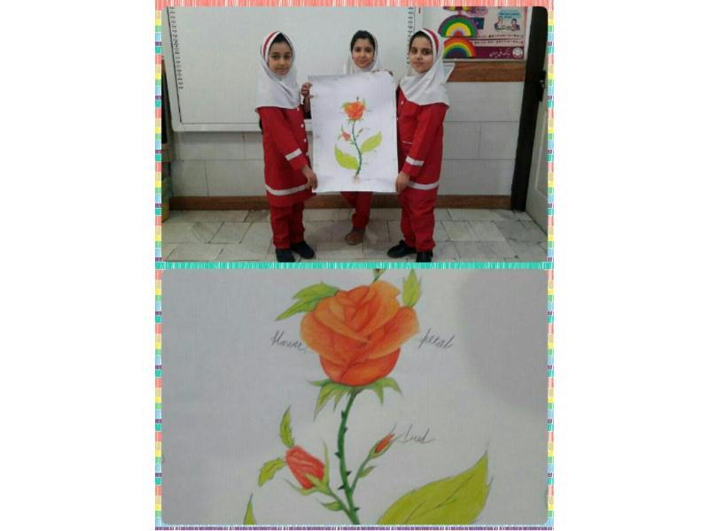 نقاشی قسمت های مختلف گل به زبان انگلیسی پایه سوم